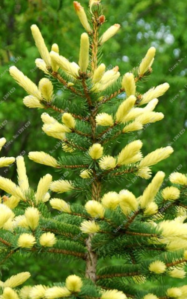 eBlueJay: New 20 Pcs Bonsai Pinus Seed, Japanese Pine Tree Seeds, Perennial Garden Flowers, Palm Room Potted P