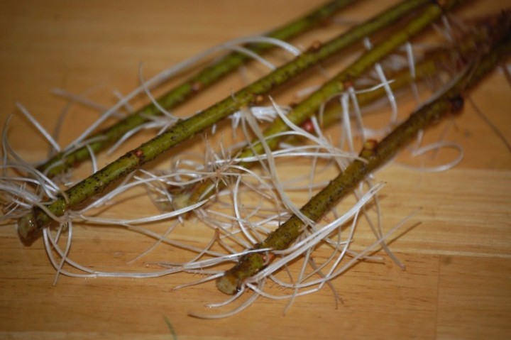 Ebluejay 3 Pussy Willow Cuttings Salix No Roots Make Your Own Plants